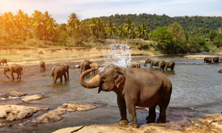 Elephants National Park Pinnawala