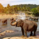 Elephants National Park Pinnawala
