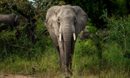 afrikanos elefantas