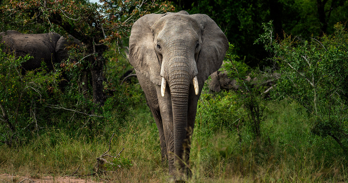 afrikanos elefantas